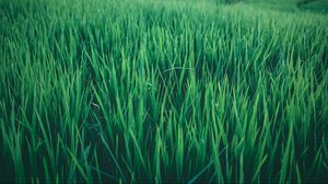 Preview wallpaper grass, field, green