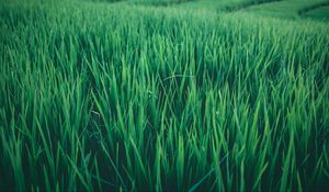 Preview wallpaper grass, field, green