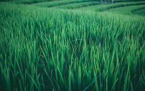 Preview wallpaper grass, field, green