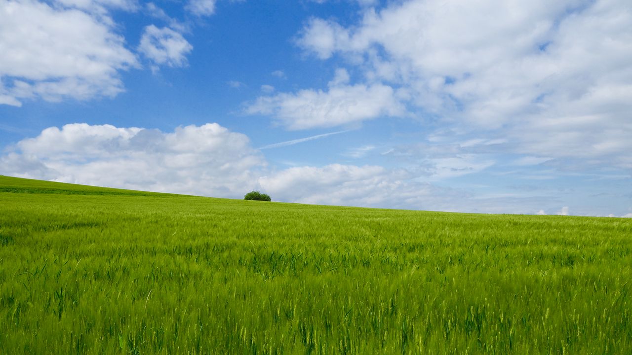 Wallpaper grass, field, horizon, bush, sky