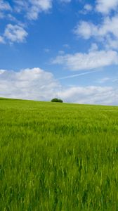 Preview wallpaper grass, field, horizon, bush, sky