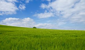 Preview wallpaper grass, field, horizon, bush, sky