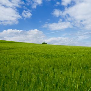 Preview wallpaper grass, field, horizon, bush, sky
