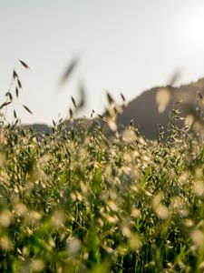 Preview wallpaper grass, field, leaves, plants, blur, nature