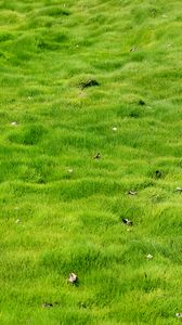 Preview wallpaper grass, field, leaves, nature