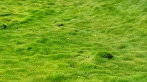 Preview wallpaper grass, field, leaves, nature