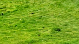 Preview wallpaper grass, field, leaves, nature