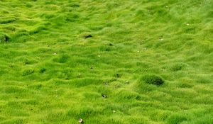 Preview wallpaper grass, field, leaves, nature
