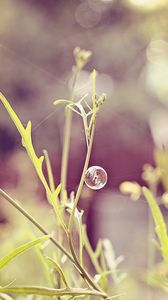 Preview wallpaper grass, field, light, plant