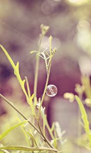 Preview wallpaper grass, field, light, plant