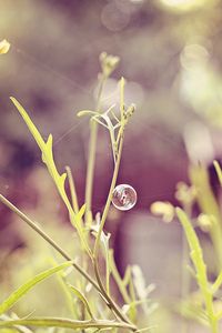 Preview wallpaper grass, field, light, plant