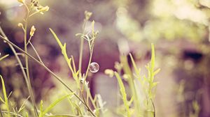 Preview wallpaper grass, field, light, plant