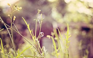 Preview wallpaper grass, field, light, plant