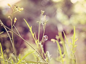 Preview wallpaper grass, field, light, plant