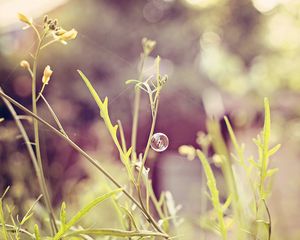 Preview wallpaper grass, field, light, plant