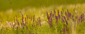 Preview wallpaper grass, field, light