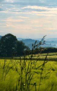 Preview wallpaper grass, field, meadow, trees, landscape, nature