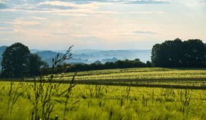 Preview wallpaper grass, field, meadow, trees, landscape, nature