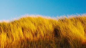 Preview wallpaper grass, field, minimalism, nature