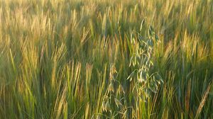 Preview wallpaper grass, field, nature, landscape