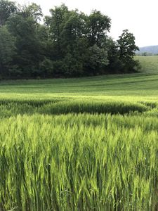 Preview wallpaper grass, field, nature, trees, landscape, green