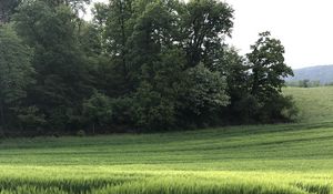 Preview wallpaper grass, field, nature, trees, landscape, green