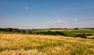 Preview wallpaper grass, field, open spaces, summer, ears