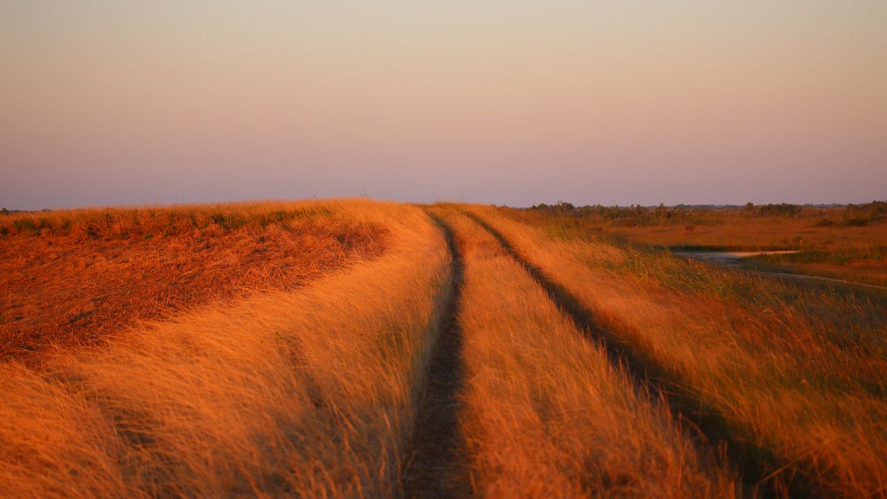 Wallpaper grass, field, path, nature