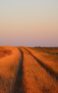 Preview wallpaper grass, field, path, nature
