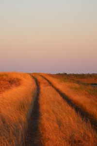Preview wallpaper grass, field, path, nature