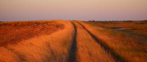 Preview wallpaper grass, field, path, nature