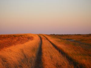 Preview wallpaper grass, field, path, nature