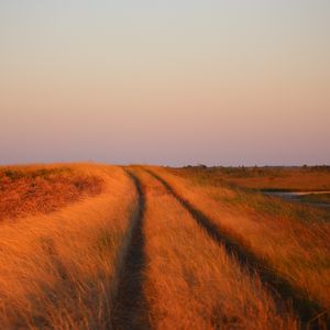 Preview wallpaper grass, field, path, nature