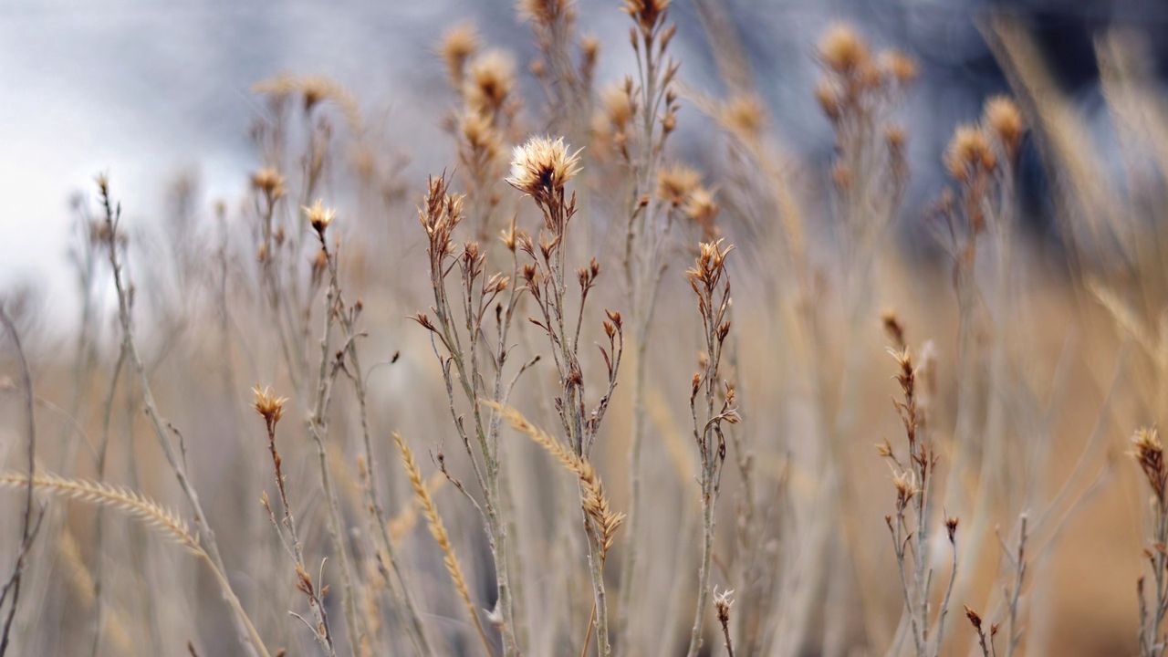 Wallpaper grass, field, plant