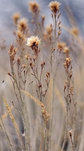 Preview wallpaper grass, field, plant