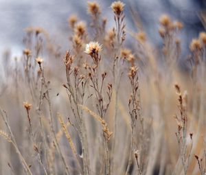 Preview wallpaper grass, field, plant