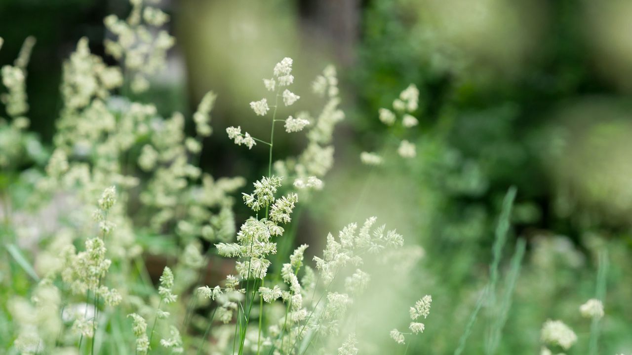Wallpaper grass, field, plant, blur