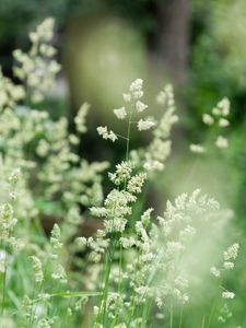 Preview wallpaper grass, field, plant, blur