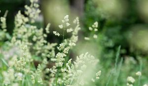 Preview wallpaper grass, field, plant, blur