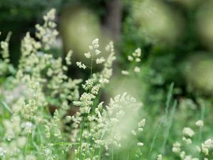 Preview wallpaper grass, field, plant, blur