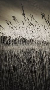 Preview wallpaper grass, field, plants, dry, bw