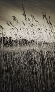 Preview wallpaper grass, field, plants, dry, bw