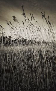 Preview wallpaper grass, field, plants, dry, bw