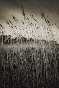 Preview wallpaper grass, field, plants, dry, bw