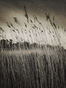 Preview wallpaper grass, field, plants, dry, bw