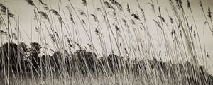 Preview wallpaper grass, field, plants, dry, bw