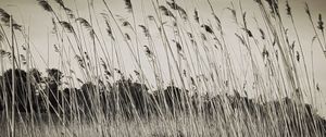 Preview wallpaper grass, field, plants, dry, bw