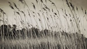 Preview wallpaper grass, field, plants, dry, bw