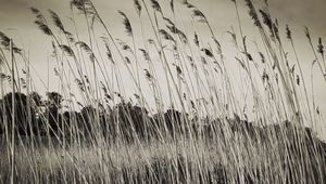 Preview wallpaper grass, field, plants, dry, bw