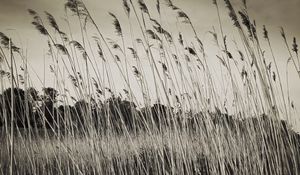 Preview wallpaper grass, field, plants, dry, bw